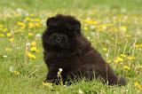 CHOW CHOW 488